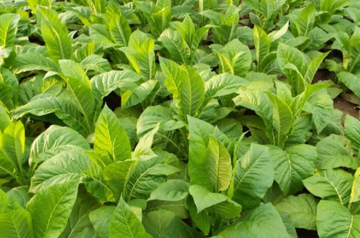 Organic Kentucky tobacco leaves in the field